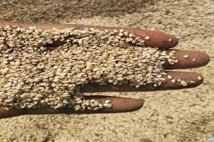 Sementes de sésamo from Nigéria